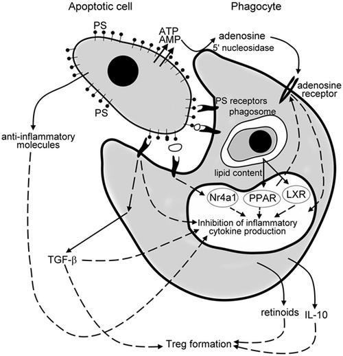 to inhibit pro-inflammatory cytokine formation of phagocytes