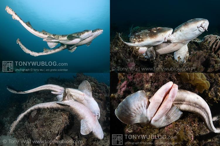 条纹斑竹鲨whitespotted bamboo shark (chiloscyllium plagiosum)