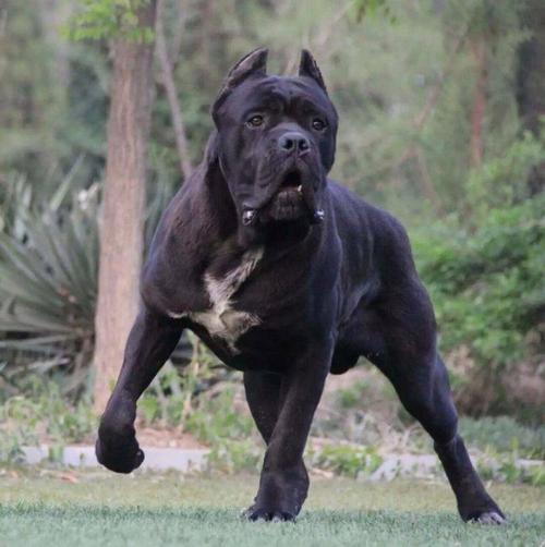 纯种卡斯罗犬正规养殖基地卡斯罗能长多大