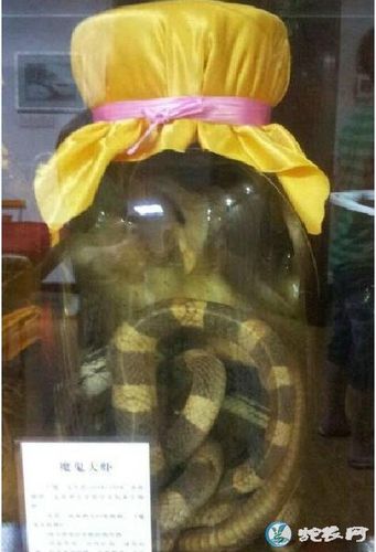 猫头鹰银环蛇金环蛇过山峰蛇一起泡酒有什么功效