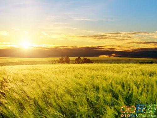 清晨阳光图片唯美图片