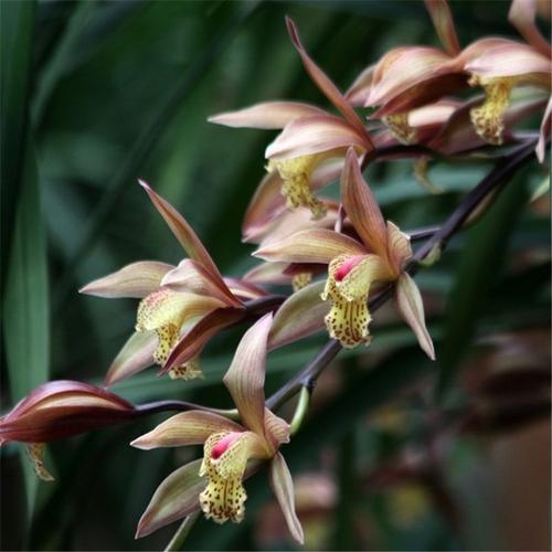 兰花花苗太平洋墨兰报岁兰金边线冬季花苞浓香花卉