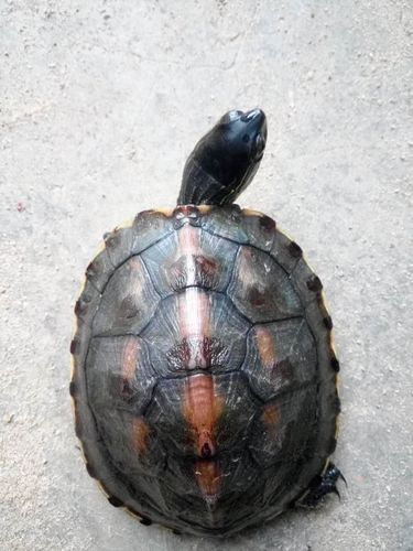 图说海南花龟
