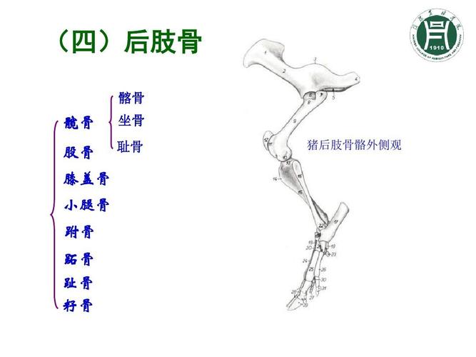 动物解剖与组织胚胎学课件 内容包括后肢骨及其连接,肌肉概述 头部肌