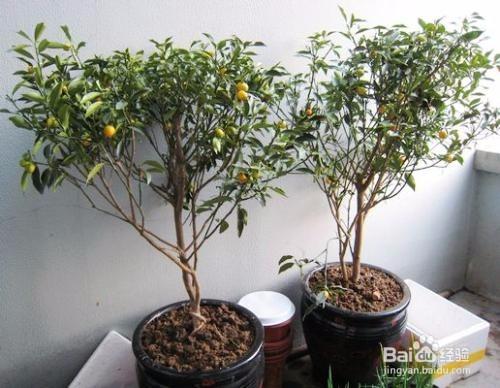金桔树怎么剪枝 折纸人