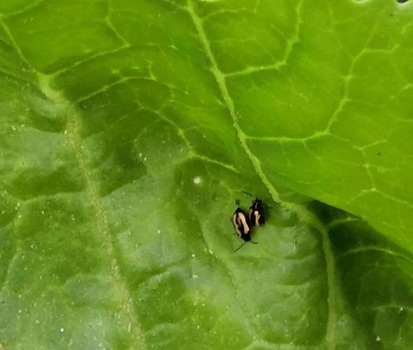 也就是我们常说的硬壳虫一类,对跳甲,天牛等特效