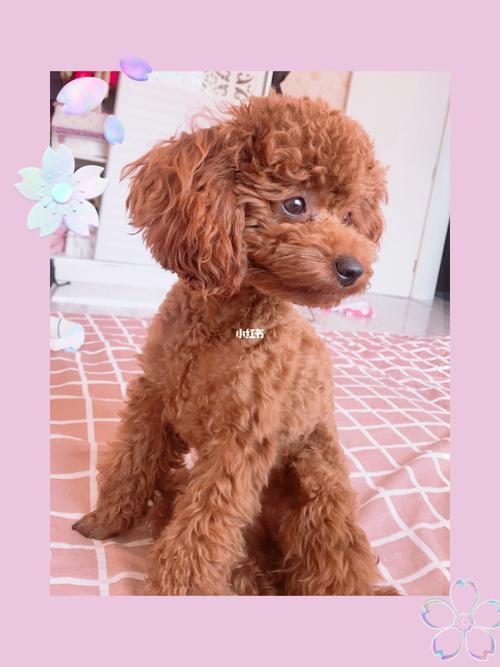 看看我家狗子的小眼睛_泰迪怎么样_宠物_开眼角_泰迪