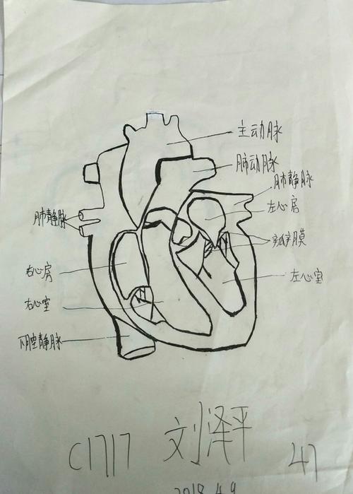 1717班生物作业心脏图