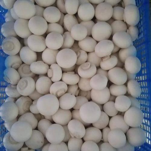 双孢菇,口蘑干,整菇