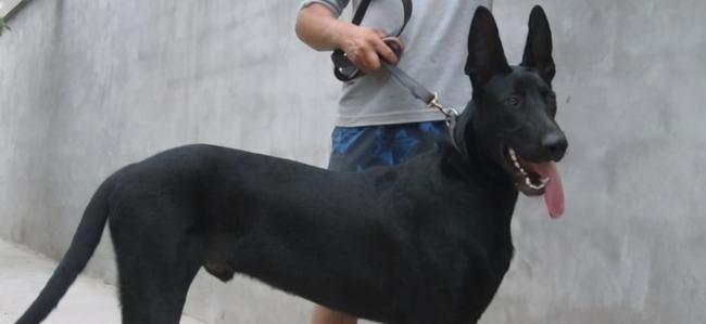 黑狼犬怎么训练主要有这三种方法