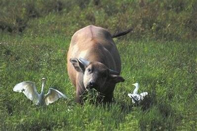 古代流传牛吃草是养草,而羊吃的草会枯死,这究竟是为何呢?