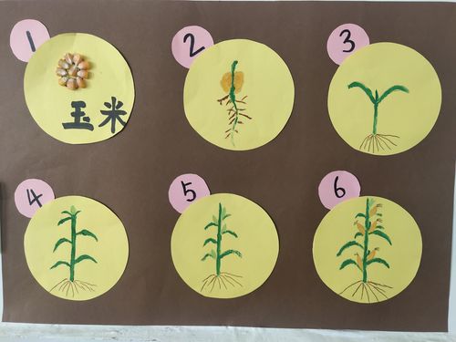 玉米的生长过程.