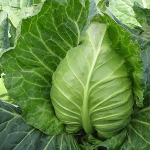 播种季节:冬季 夏季 春季 秋季 种子级别:原种 蔬菜种子品种:甘蓝