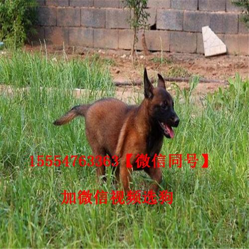 小马犬多少钱一条