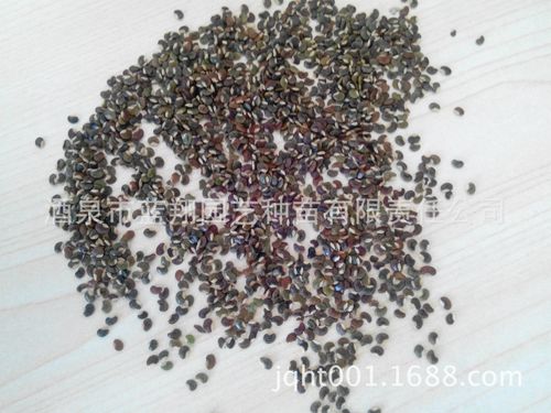 观赏草种子云草跳舞草含羞草乱子草美人草芨芨草马尾针茅种子批发