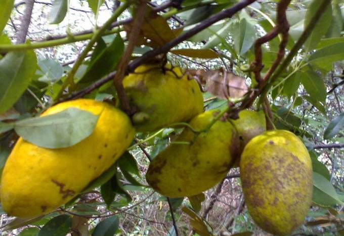 供应黄金蕉黄金水果植物黄金果