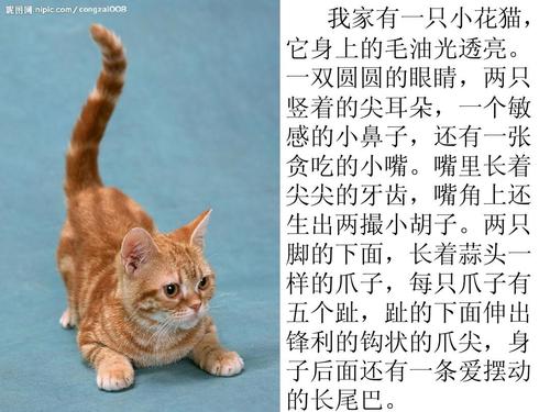 动物外形描写片段ppt