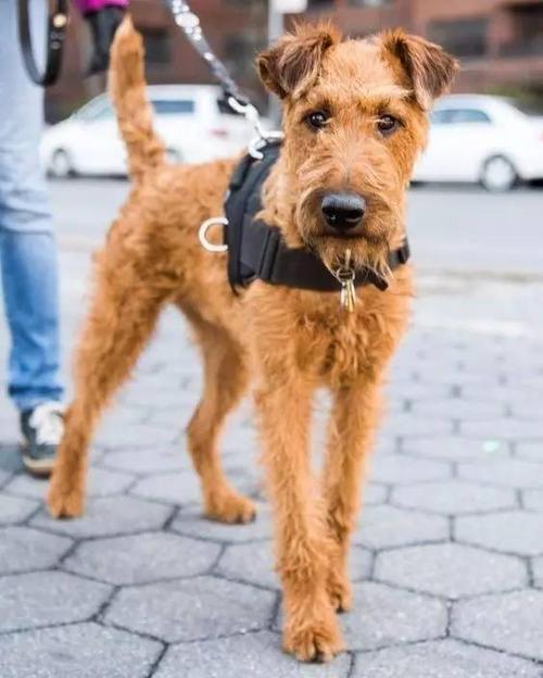 爱尔兰梗犬