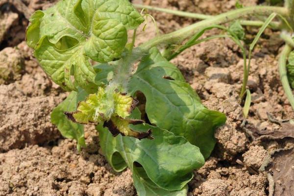 西瓜苗的茎出现腐烂的现象,很有可能是产生了病害,这时候需要及时