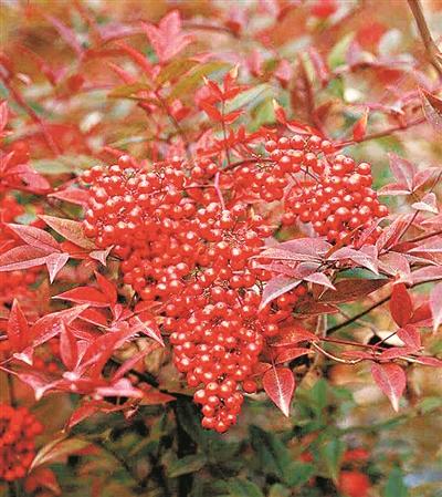 南天竹不是竹,而是一种小檗(bò)科南天竹属常绿灌木.