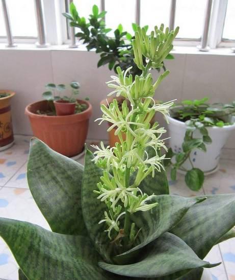 虎皮兰开花寓意好如何让虎皮兰开花呢