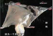 橙足鼯鼠