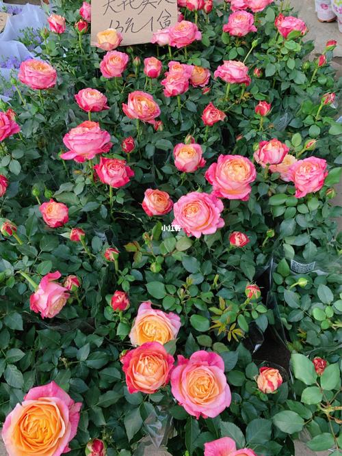 广州最便宜的花卉市场芳村岭南花卉市场