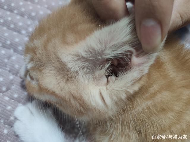 怎么判断猫是不是得了耳螨?