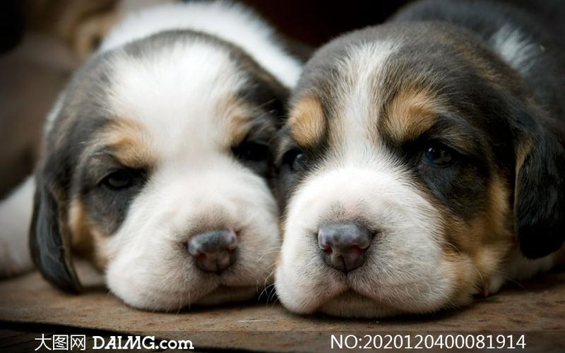 两只趴下的宠物小狗摄影图片