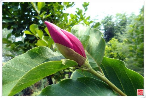 木兰科小乔木:二乔玉兰