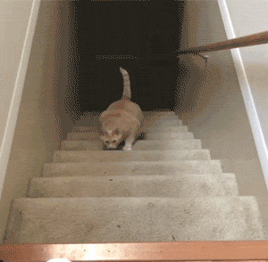 大橘的减肥计划   上楼梯的时候,也是异常的小心,从他的表情中,我