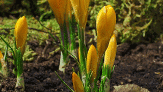 三分钟看尽四季流转生命破土而出的震撼