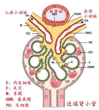 局灶节段性肾小球硬化(fsgs)的60条常识,分享给需要了解的朋友