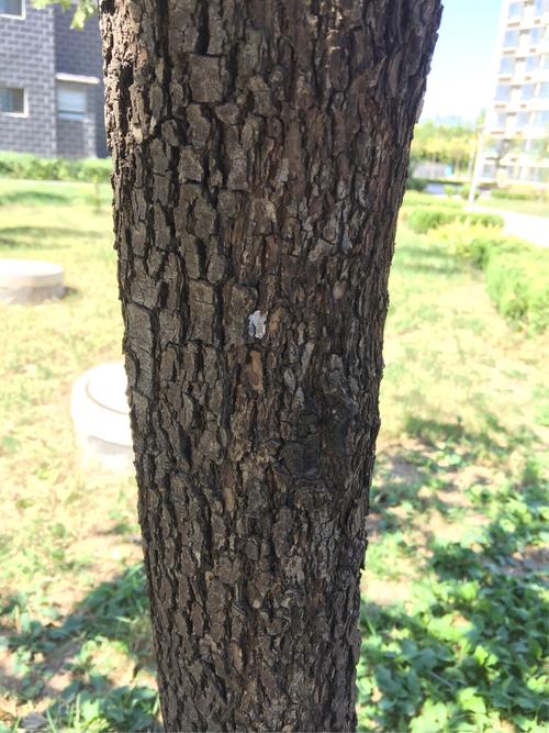 柿子树的树皮特别粗糙.