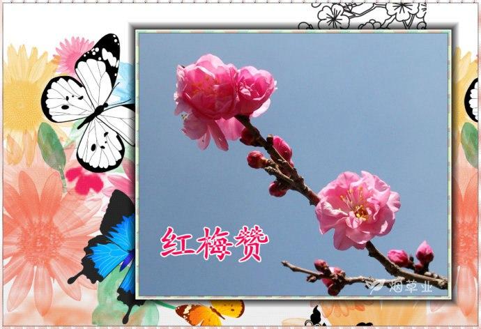 《红梅赞》歌词全文.