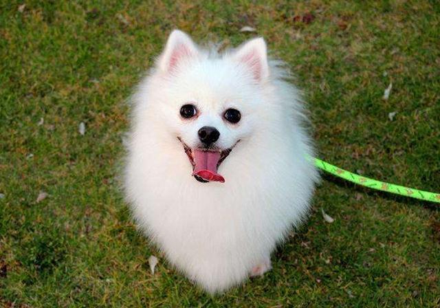 "命够长够硬"的7种小型犬,你家狗狗在吗?