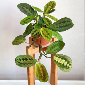 叶蝉竹芋 maranta leuconeura 若慕 ins室内网红观叶绿植花卉盆栽