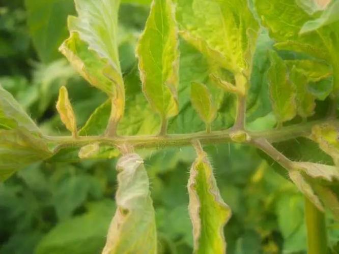 一般苗期遇低温会影响磷的吸收,可通过喷施叶面肥磷酸二氢钾解决.