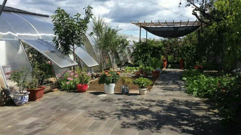 有露天菜园种菜,也有大棚种菜,首先来说,在农家院这个地方自己种植