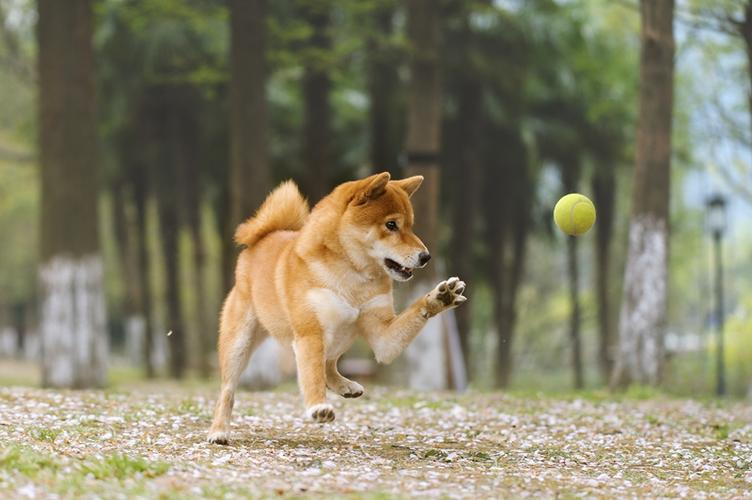 kuma 【稻糕】 宠物摄影 宠物写真 杭州 柴犬