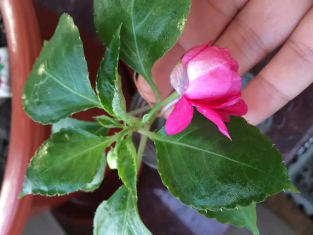 开花红艳碧绿青翠的花卉,玻璃翠这么养护,青翠欲滴花朵朵