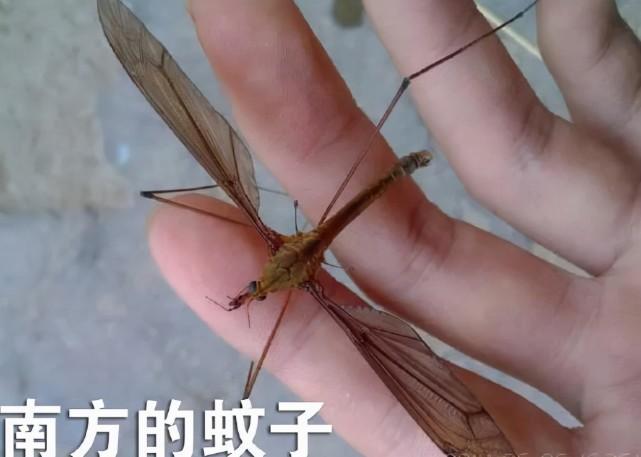 " 很真实有没有,蚊子真是让人印象深刻呀.