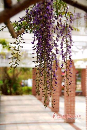 隐藏在青岛的紫藤花瀑布,惊艳了所有人!