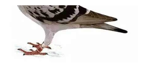 鸽子分公母最简单方法