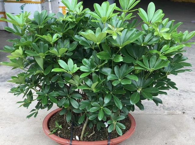 鸭脚木怎么养记住2点叶色浓绿枝叶繁茂观赏价值高