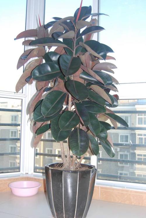 我的小绿们——黑金刚橡皮树