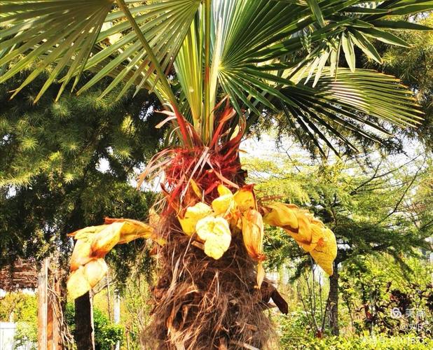 其它 植物油王棕榈树 写美篇 六,棕树片:水煎服收敛止血,治吐血,衄血