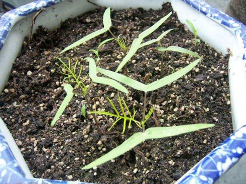 茑萝,原产墨西哥,又名密萝松,俗称五角星花,狮子草.