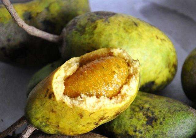 药用价值:它的根,茎有通经活络,清热利尿,止血止带的作用,实,果皮都