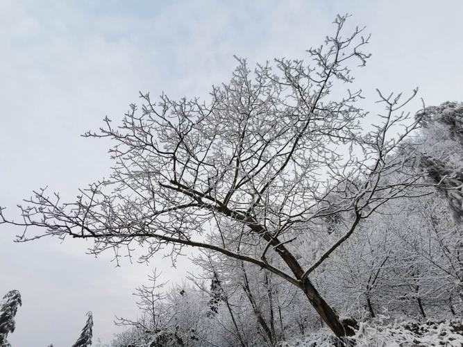 初见大雪压枝头